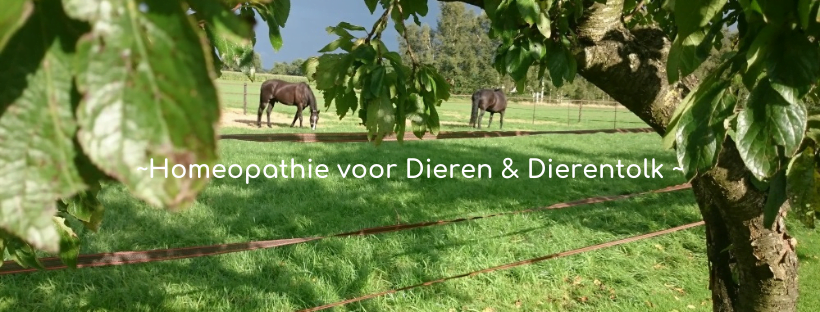 Jacqueline Verhoef Homeopaat voor Dieren Dierentolk