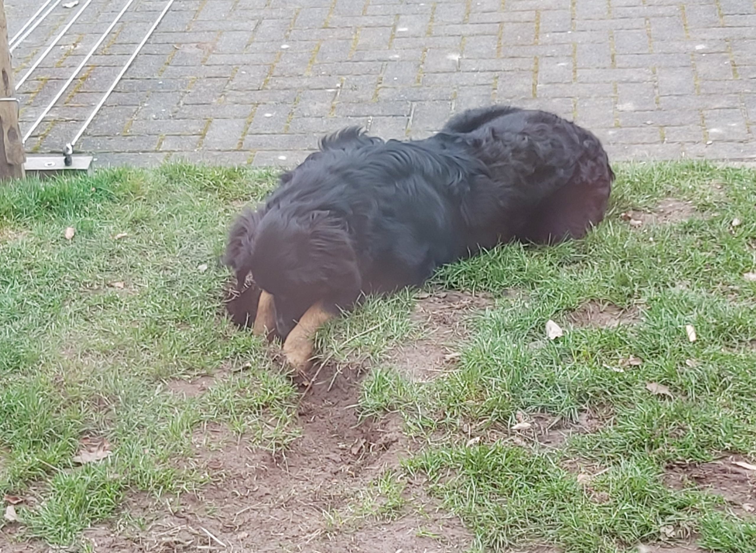 Jacqueline Verhoef Dierentolk Homeopathie voor Dieren